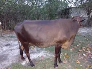 பால் மாடு
