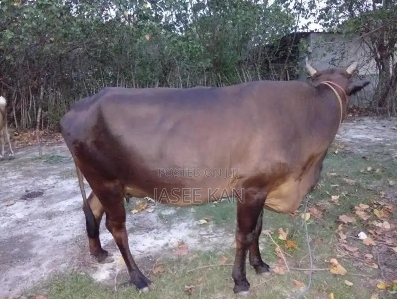 பால் மாடு