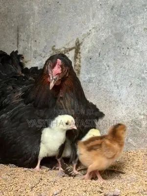 ගම් කුකුල් පැටවු