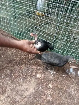 ஊர்க்கோழிக்குஞ்சு