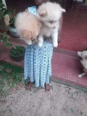 Pomeranian Puppies