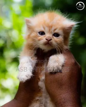 Persian kittens