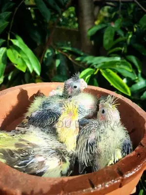 Cockatiel Chicks
