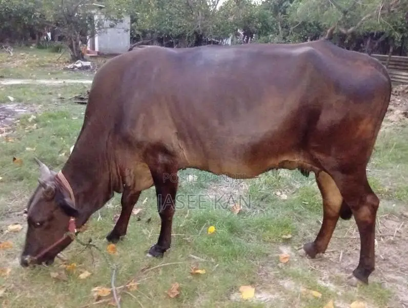 பால் மாடு