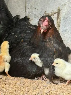 ගම් කුකුල් පැටවු