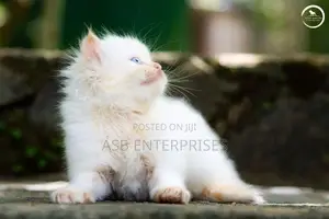 Persian kittens