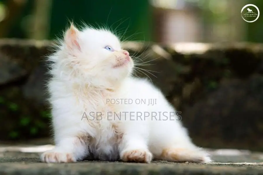 Persian kittens