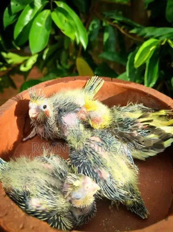 Cockatiel Chicks