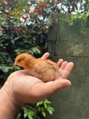 ගම් කුකුල් පැටවු