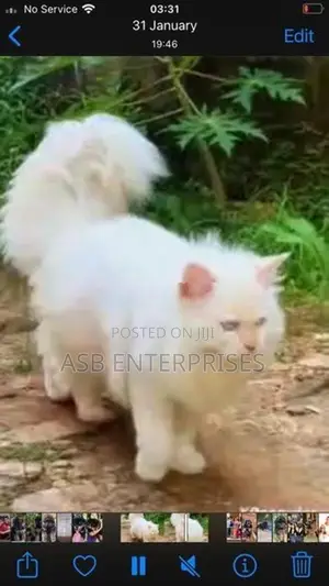 Persian kittens