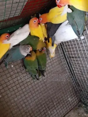 African Love Birds