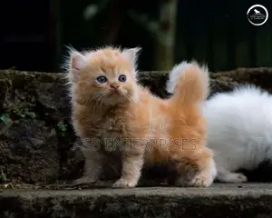 Persian kittens