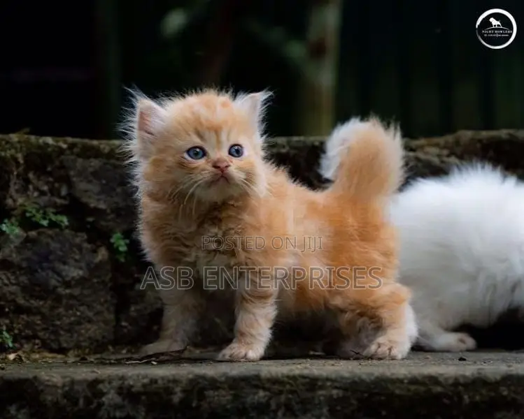 Persian kittens