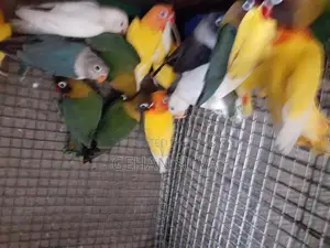 African Love Birds
