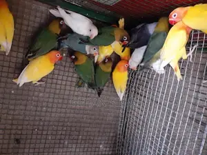 African Love Birds