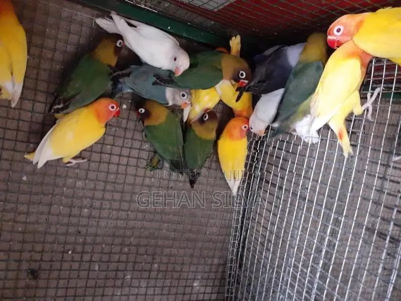 African Love Birds