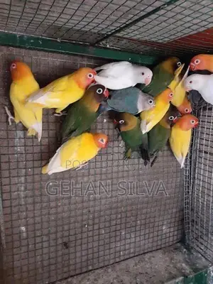 African Love Birds