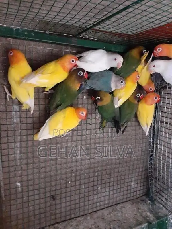African Love Birds