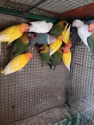 African Love Birds