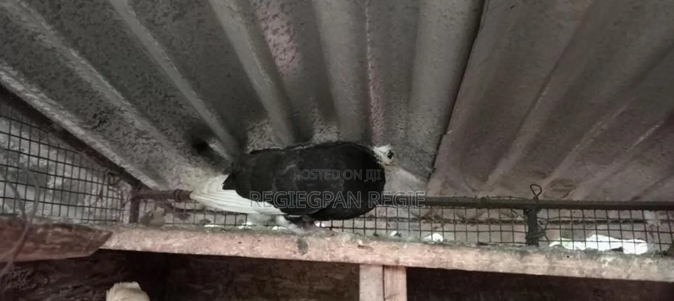 Pigeon