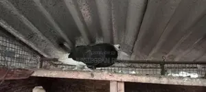 Pigeon