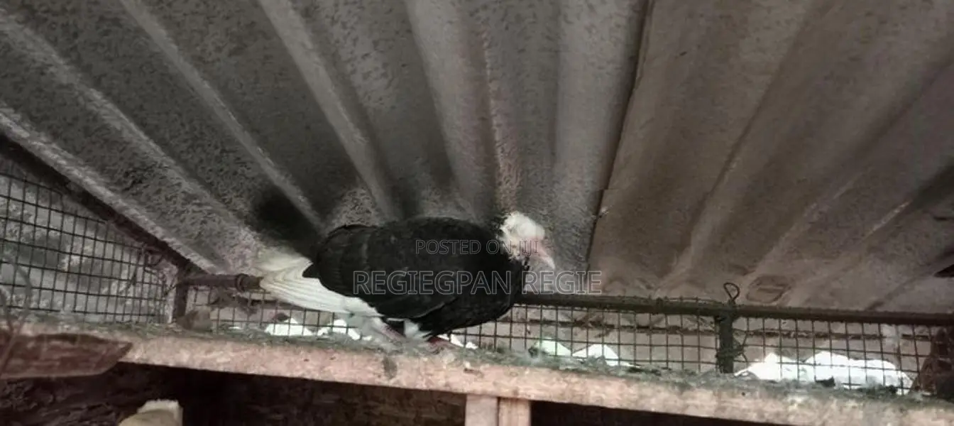 Pigeon