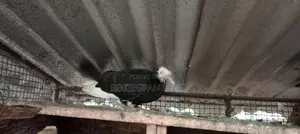 Pigeon