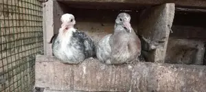Pigeon