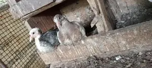 Pigeon