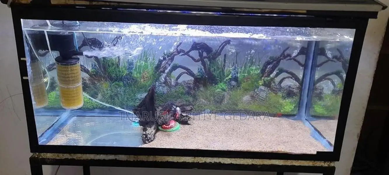 Fish Tank With Equipment