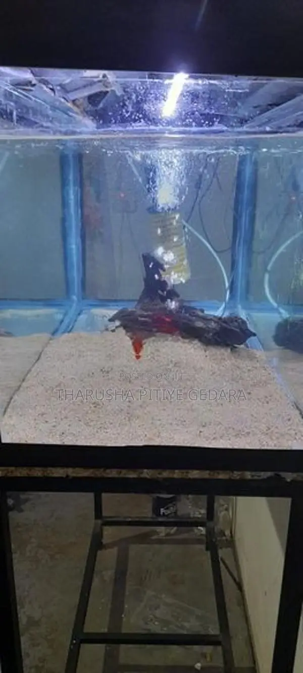 Fish Tank With Equipment