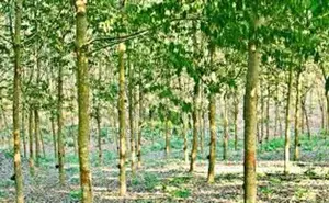 රබර් ඉඩම බඩල්කුඹුර