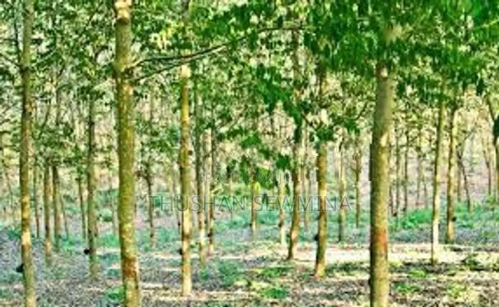 රබර් ඉඩම බඩල්කුඹුර