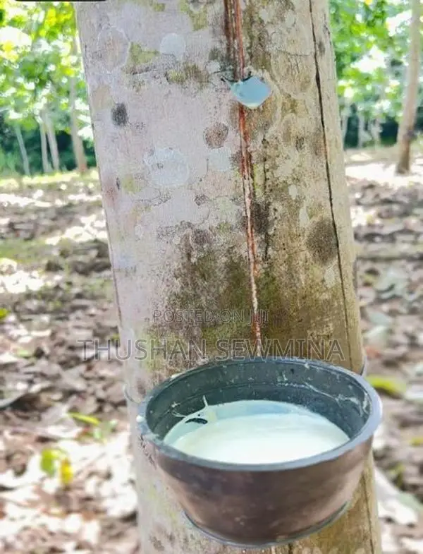 රබර් ඉඩම බඩල්කුඹුර