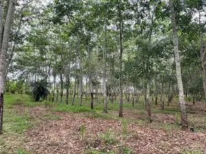 රබර් ඉඩම බඩල්කුඹුර