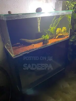 Two Fish Tank with Rack