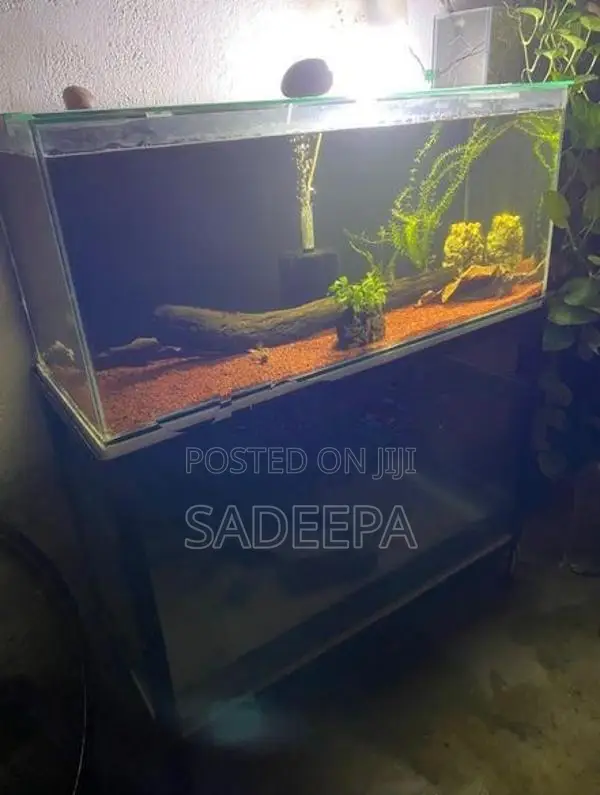 Two Fish Tank with Rack