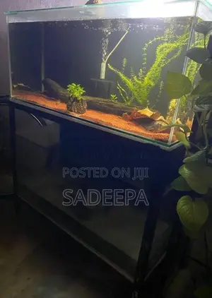Two Fish Tank with Rack