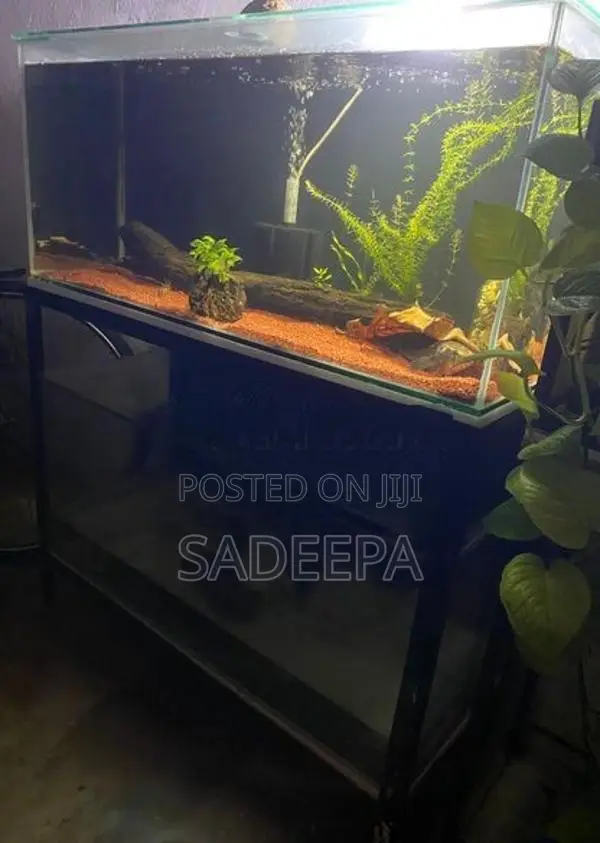 Two Fish Tank with Rack