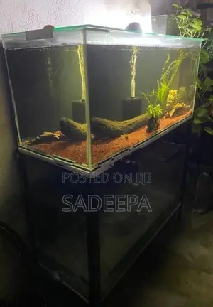 Two Fish Tank with Rack
