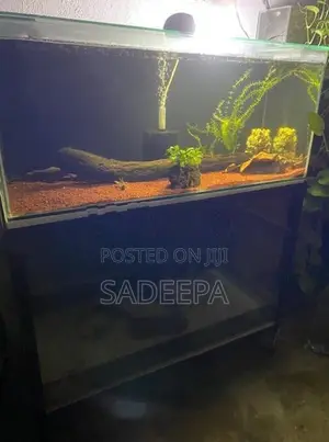 Two Fish Tank with Rack