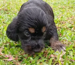 Cocker Spaniel Puppy