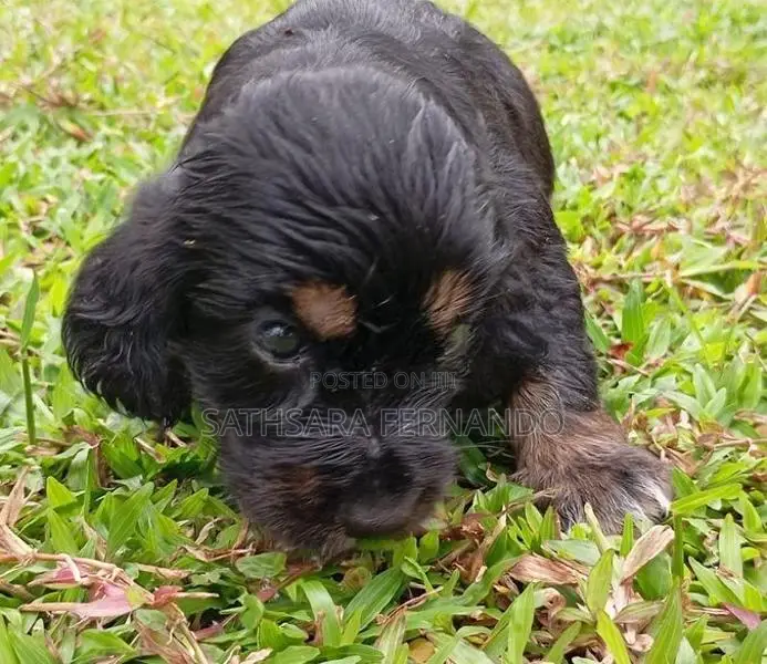 Cocker Spaniel Puppy