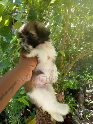 Shih Tzu Puppy