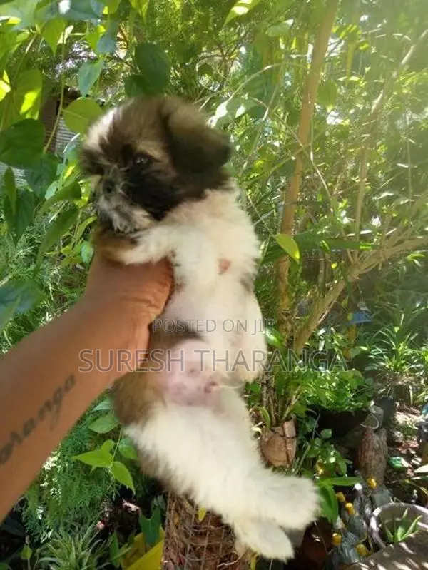 Shih Tzu Puppy
