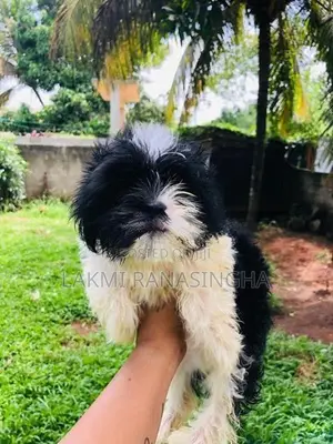 Shih Tzu Puppies