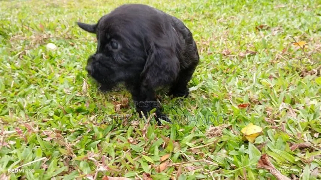 Cocker Spaniel Puppy