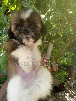 Shih Tzu Puppy