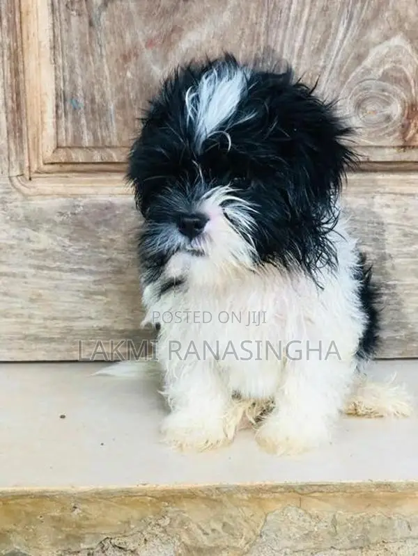 Shih Tzu Puppy