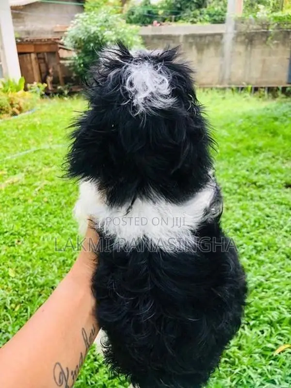Shih Tzu Puppies